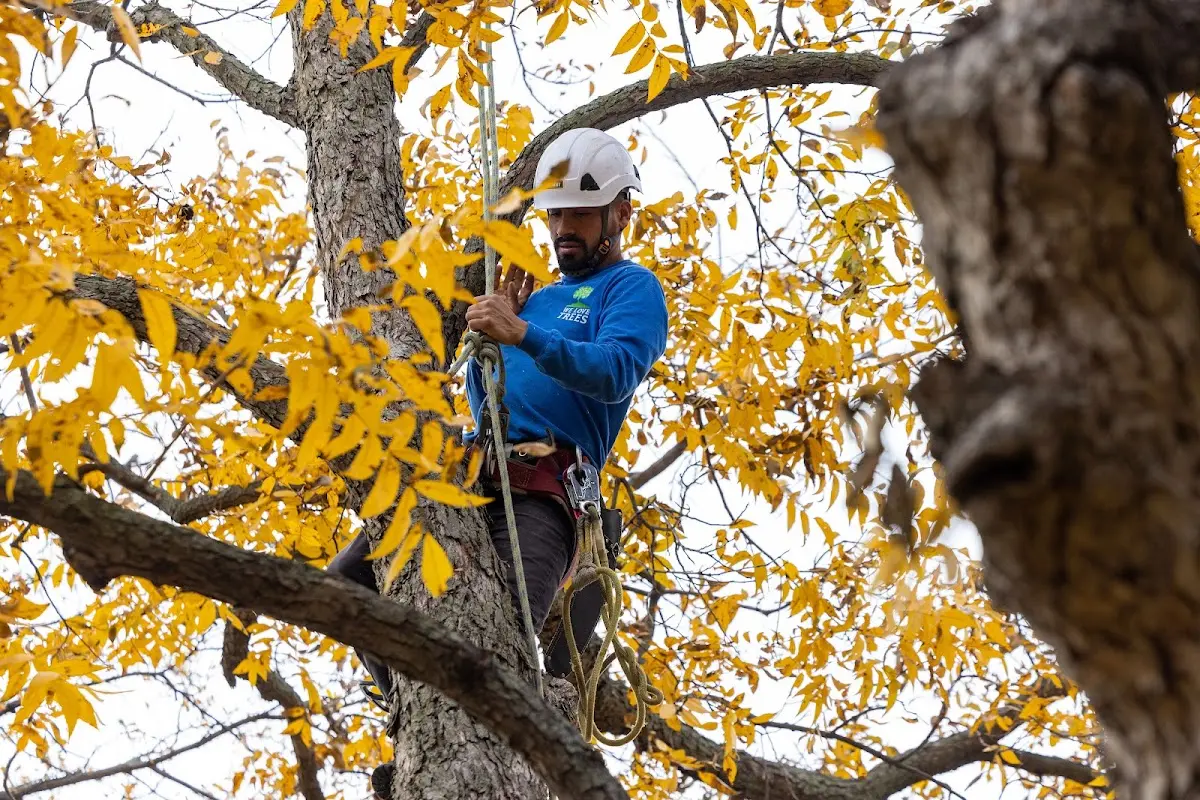 Skilled Tree Transplanting crew working in Redwater
